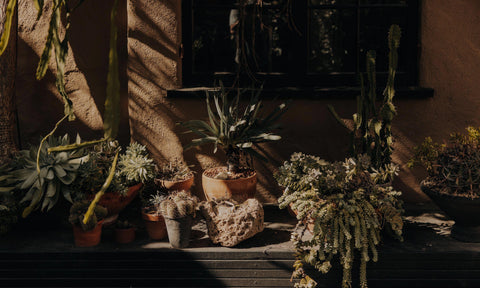Agave plants on a patio