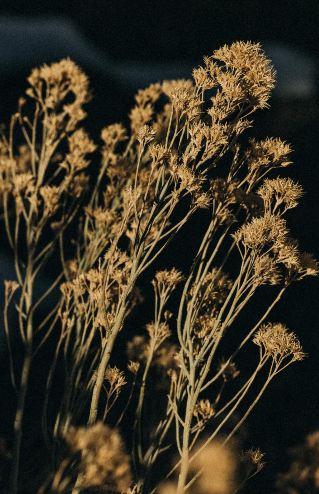 wildflowers in Ojai, California